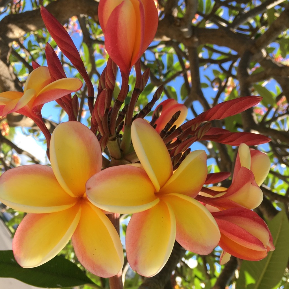 Meet your Posher, Lety